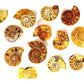 Nautilus Shell Magnet