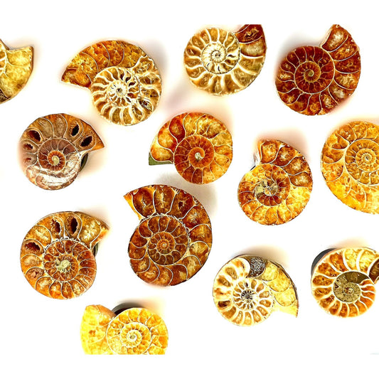 Nautilus Shell Magnet