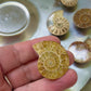 Nautilus Shell Magnet